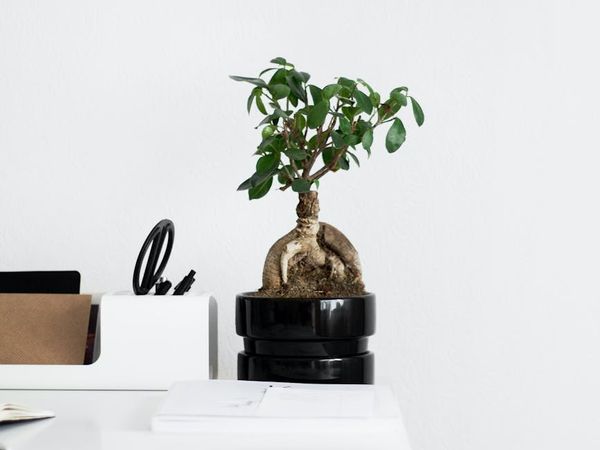 Minimalist desk with a small plant and natural light.